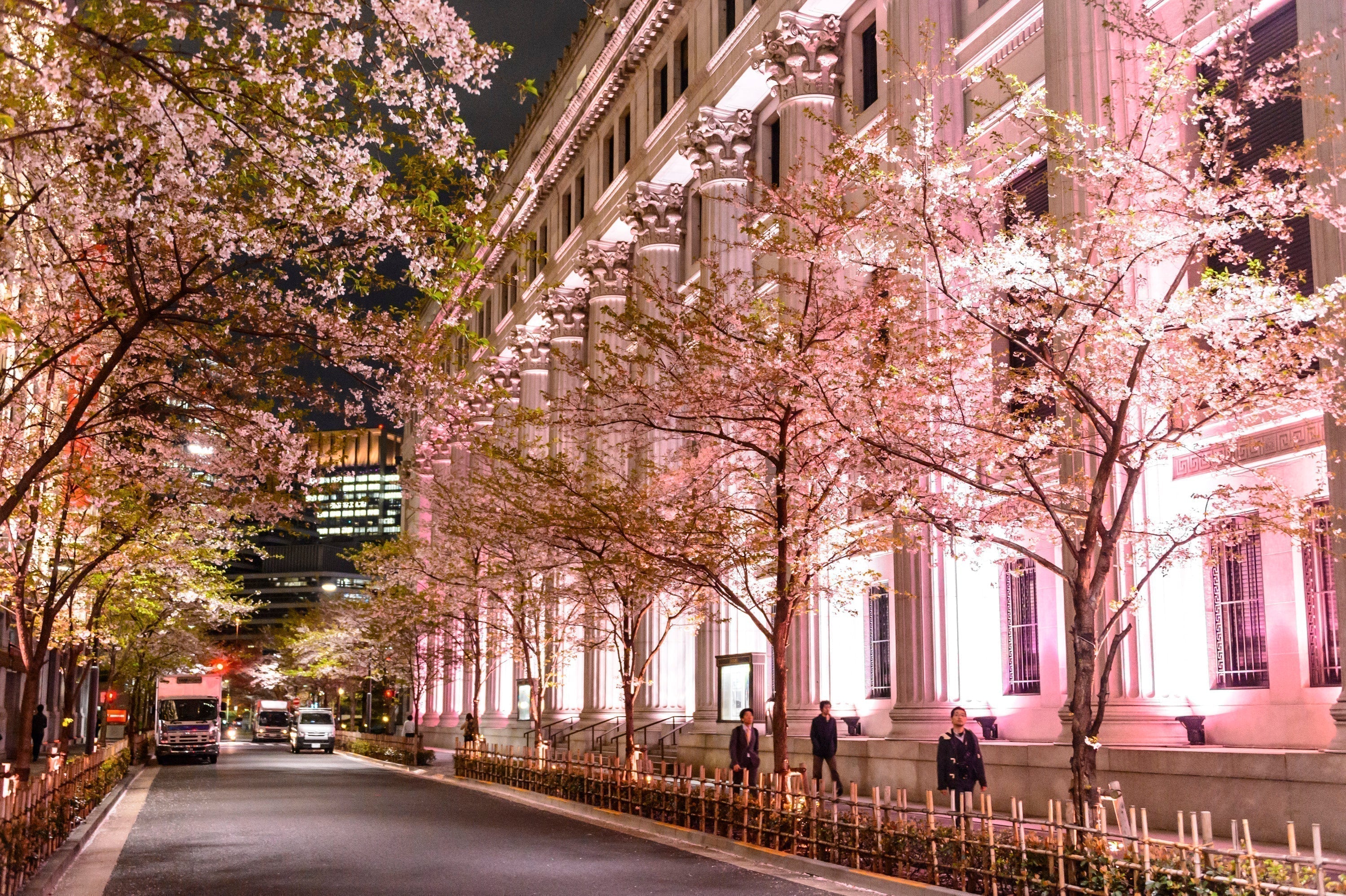 SAKURA FES NIHONBASHI 2025“피는, 니혼바시”