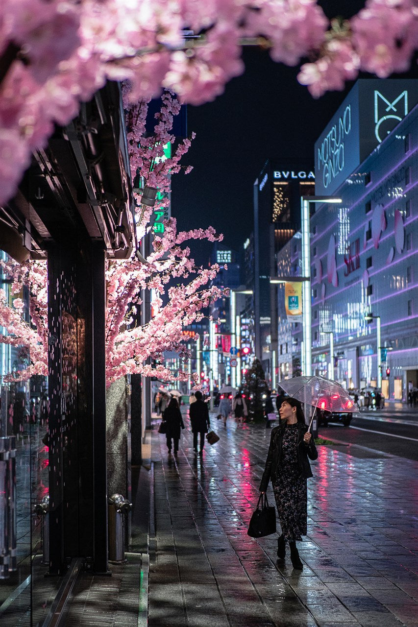 긴자의 벚꽃